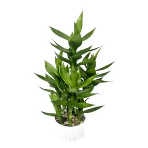 Premium Quality Artificial Plants